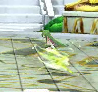 2024-03-11 02_17_11-vlcsnap-02396.png - IrfanView.png